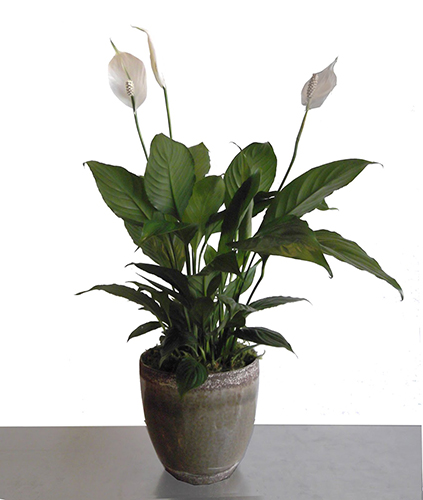 Spathiphyllum